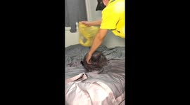 Chubby British Shorthair cat breaks bag in Zhejiang, China