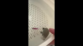 Turtle left puzzled after fish steals snack in Jiangsu, China