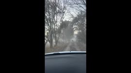 Kangaroo trips while escaping vehicle in Canberra, Australia