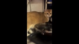 Secret cat meetup caught on camera in Guangdong, China