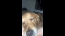 Amusing moment pet dog twitches while sleeping on bed with owner