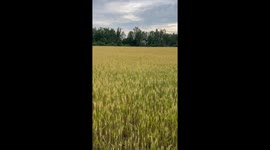 Bouncing GSP Frolics in Wheat Field