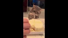 Cat enjoys cake with playful tap-and-lick routine in Chongqing, China