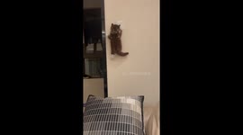 British Shorthair cat skillfully climbs wall in Jiangsu Province, China
