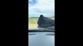 Wild bear climbs onto car hood at safari park in Sigean, France