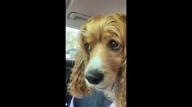Dog gets scared of squirrels during park visit in California, USA