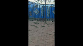 Border Collies peek under gate to watch passersby in Inner Mongolia, China