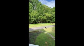 Deer suddenly chases dog across yard in Suwanee, Georgia