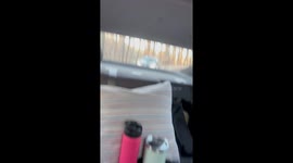 Camel chases and bites car during safari drive in Strafford, Missouri, USA