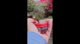 Allen's Hummingbird Feeds From Hand