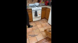 Orange Cat Doesn't Trust Orange Cat Towel