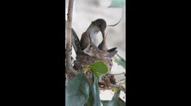 Hummingbird Mom Feeds Babies