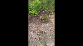 Crying puppies persuade passing motorcycle rider to adopt them