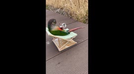 Parrot relaxes in chair while tucking into fresh seeds