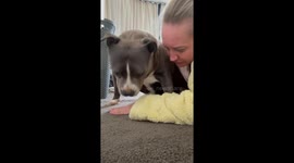Owner tries to shower: Blue Staffy misreads cue and goes full zoomies mode