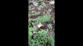 Resident rescues flying squirrel stuck on barbed wire fence