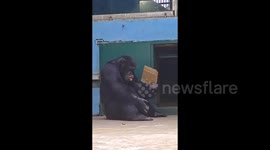 Smart chimpanzee beats the heat by fanning itself with cardboard after watching zookeeper