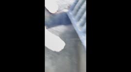 Woman rescues ducklings from motorway drain in viral New Zealand video