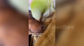 Parrot tells best friend dog