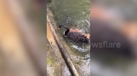 Bizarre video shows black swan feeding koi fish