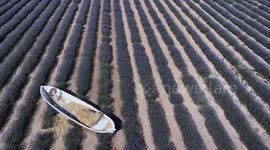 Fields of purple: Lavender garden attracts hundreds with fragrance and charm