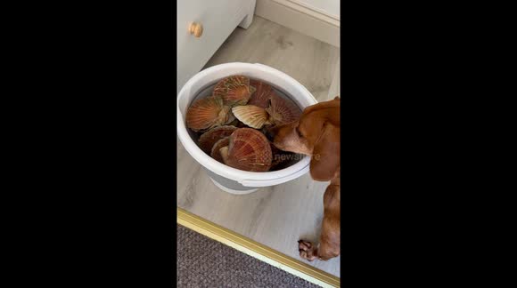 Dog baffled by freshly-caught scallops that keep snapping open
