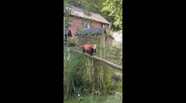 Red Panda Mum Spotted with Rare Twin Cubs at UK Safari Park – Filmed by Visiting Australian Family