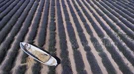 Türkiye: Fields of purple: Lavender garden attracts hundreds with fragrance and charm