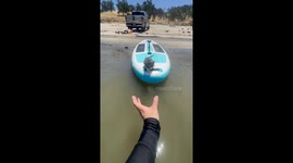 Adorable leap of faith! Kitten jumps off bodyboard straight into owner's arms