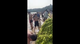 Beachgoers remove mass of seaweed from holiday destination in China