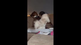 Little Shih Tzu makes attempts to hump another dog in the living room