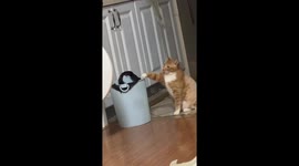 Clever tabby cat uses trash can to ask for food in Liaoning, China