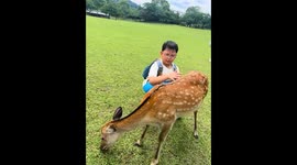 Deer kicks boy and breaks glasses at Nara Park, Nara, Japan