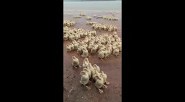Ducks gather in rainstorm in Guangdong, China