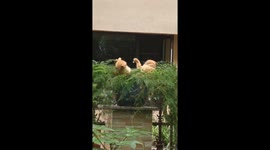 Cat fight breaks out on plant pot in Chongqing, China