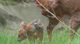 US: Tiny Southern Pudu Fawn Makes Adorable Debut At Queens Zoo