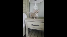 Adorable Short-Legged Minskin Kitten