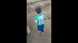 Little boy tries to rope calf and runs off scared in Governador Jorge Teixeira, Rondônia, Brazil