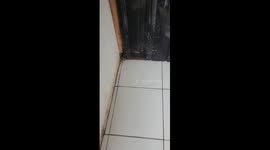 Kitten squeezes through tiny gap under gate