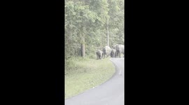 Herd of elephants amble along winding rural road in Thailand
