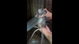 Pet Dumbo rat pampered with a soapy shower massage in Bangkok