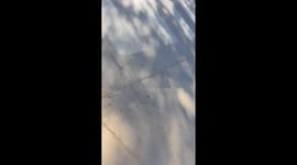 The Dog That Left the Sun Without Vitamin D