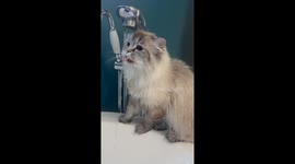 Behold! Opal Drinking Out of the Tub Faucet