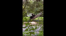 Bear Family Relaxes in a Hammock