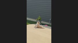 Frenchie Yoga Life