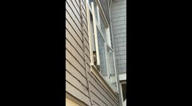 Cat Tries to Get to Their Owner Through the Window
