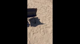 Woman screams as ladybird swarm surrounds her on Somerset beach