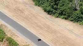 Bear Spotted Roaming Redmond City Hall, Prompting Drone Response