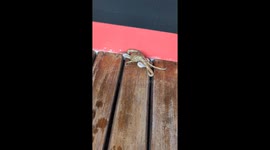 Snorkelers remove conch shell from ocean only to find huge octopus living inside - mollusc safely returned