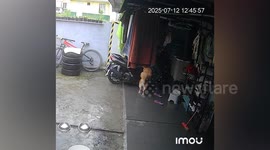 Puppy pulls over owner's motorcycle then looks worried